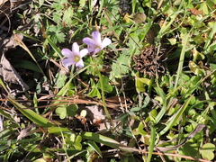 Ionoxalis