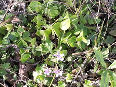Ionoxalis