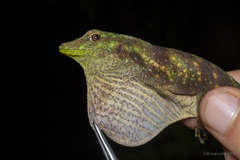 Good Anole photo 1