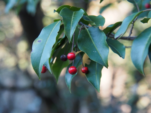 Ilex pedunculosa iNat (2)