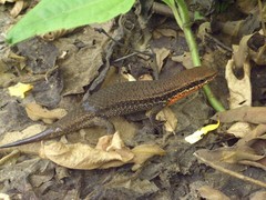Eutropis macularia