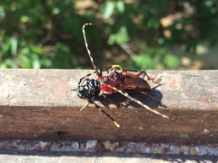 Andraegoidus rufipes