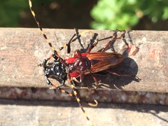 Andraegoidus rufipes