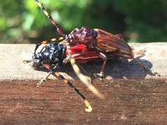 Andraegoidus rufipes
