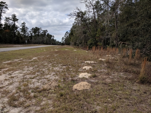 Geomys pinetis
