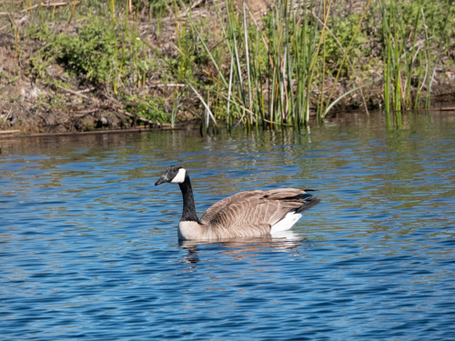 Canada Goose photographed in California