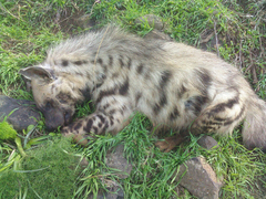 Hyaena hyaena