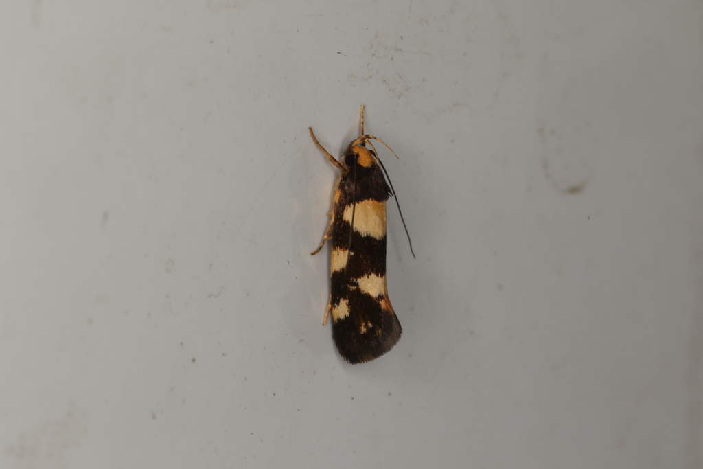 Eulechria isozona