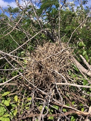 Synallaxis hellmayri