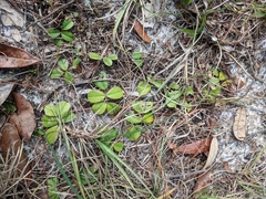 Tephrosia chrysophylla