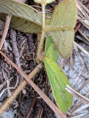 Tephrosia chrysophylla