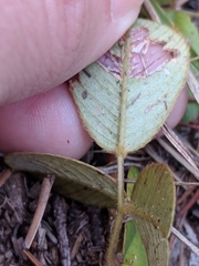 Tephrosia chrysophylla