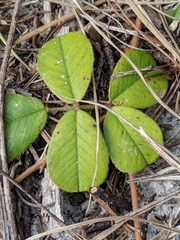 Tephrosia chrysophylla