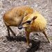 Napu - Photo (c) greyloch, algunos derechos reservados (CC BY-NC-ND)