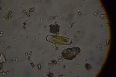 Bacillariophyceae