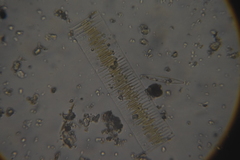 Bacillariophyceae