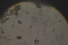 Bacillariophyceae