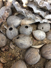 Pachymerus nucleorum