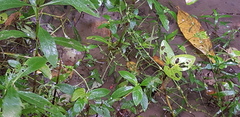 Hygrophila pogonocalyx
