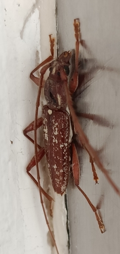 Trichophoroides jansoni thumbnail