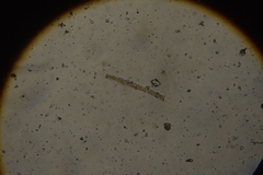 Bacillariophyceae