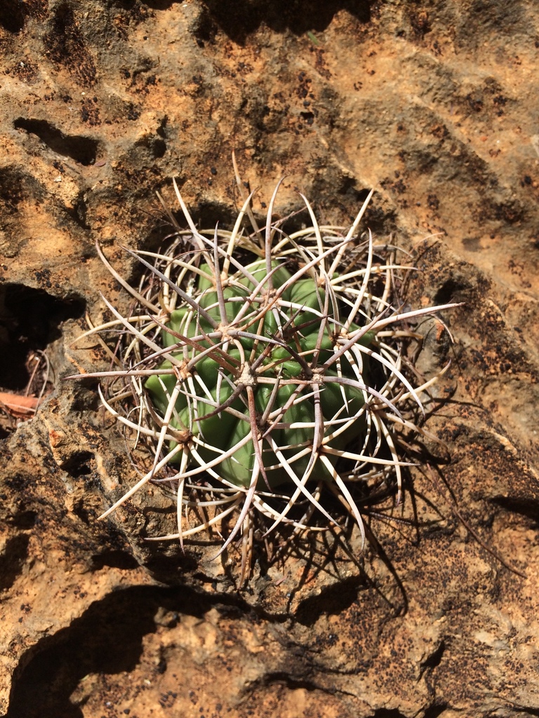 Melocactus pachyacanthus, Bahia, BR