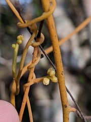 Cassytha filiformis