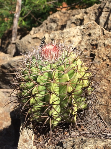 Melocactus pachyacanthus