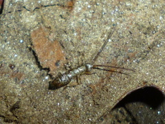 Pogonognathellus dubius