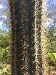 Pilosocereus