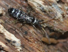 Pogonognathellus nigritus