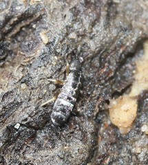 Pogonognathellus nigritus