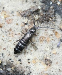 Pogonognathellus nigritus