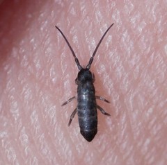 Tomocerus minor