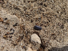 Venezillo stuckchensis