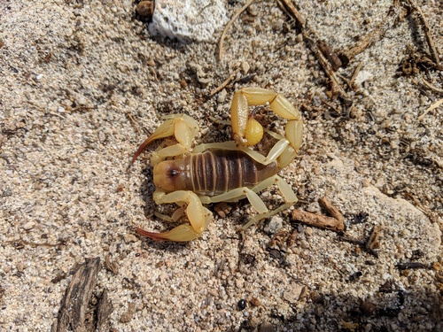Hadrurus concolorous