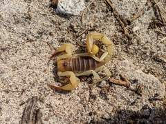 Hadrurus concolorous