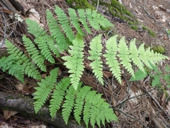 Dryopteris campyloptera image
