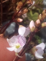 Veronica decora
