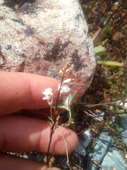 Veronica decora