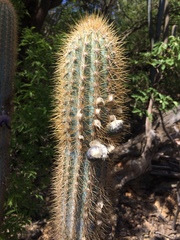 Pilosocereus