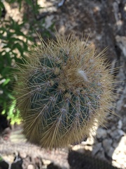 Pilosocereus