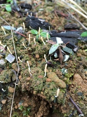 Multiclavula vernalis