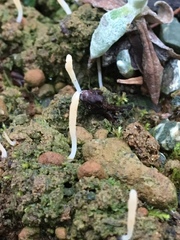 Multiclavula vernalis