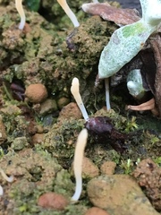 Multiclavula vernalis