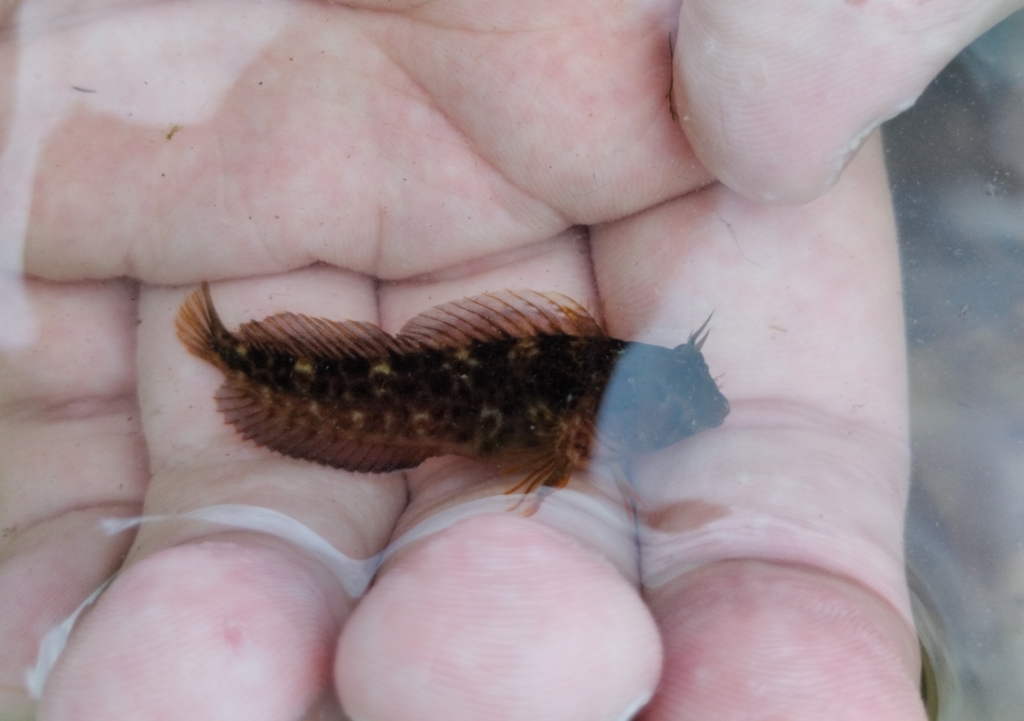 Black Sea Blenny