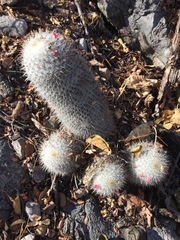 Mammillaria dixanthocentron