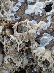 Amphibalanus reticulatus