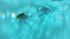 Alectis ciliaris