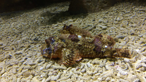 Scorpionfish (Scorpaena neglecta) — Scorpaenidae — 4